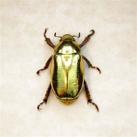 live exotic bugs for sale.